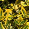 Euonymus Emerald and Gold
