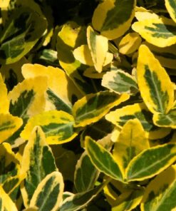 Euonymus Emerald and Gold