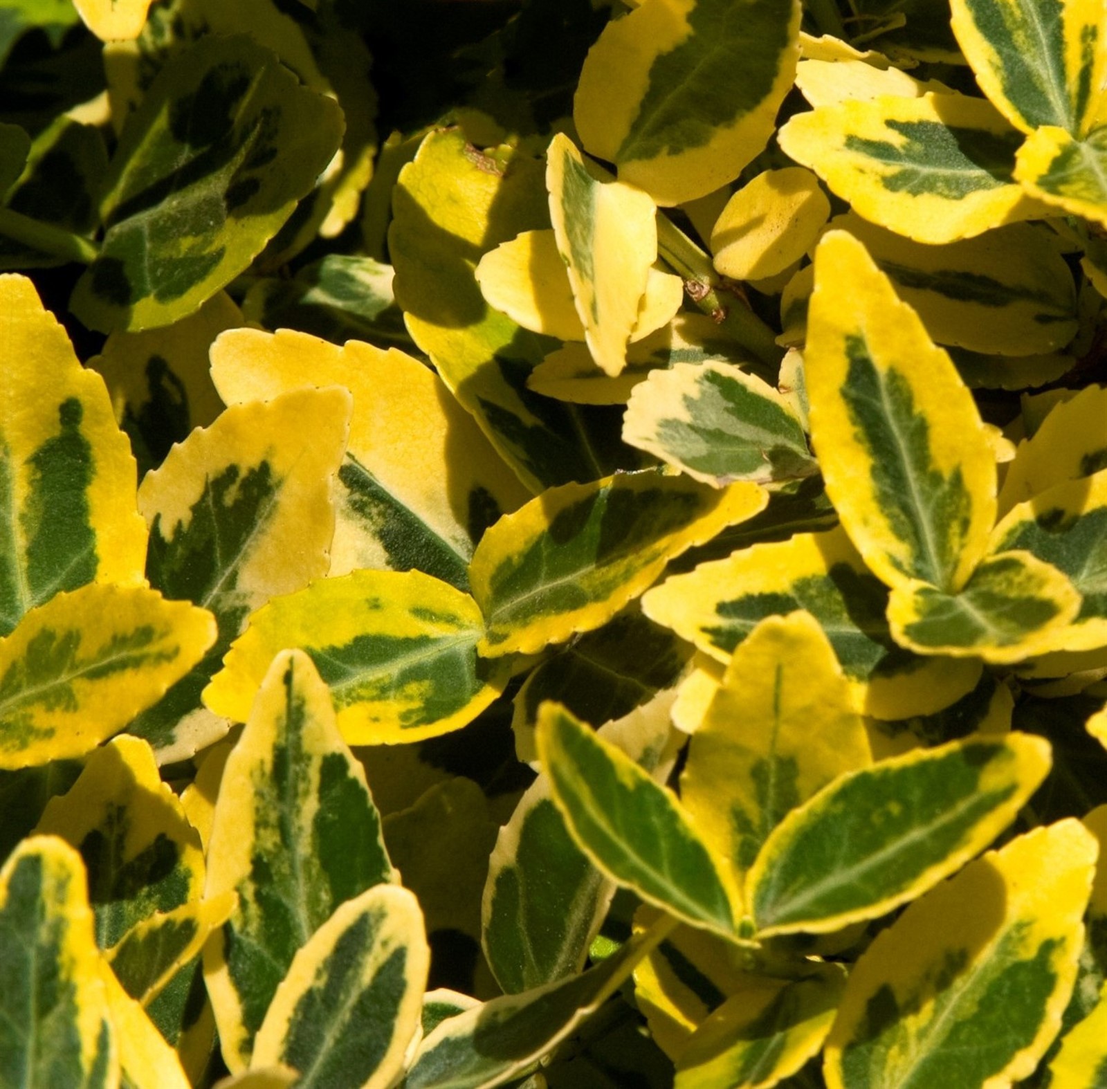 Euonymus Emerald and Gold