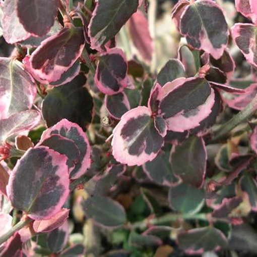 Euonymus Emerald and Gold. Spindle. - Image 4