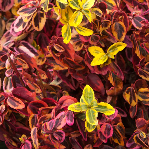 Euonymus Emerald and Gold. Spindle. - Image 3