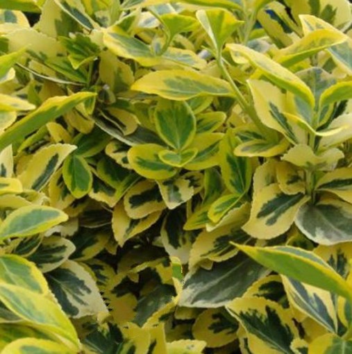 Euonymus Emerald and Gold. Spindle. - Image 2