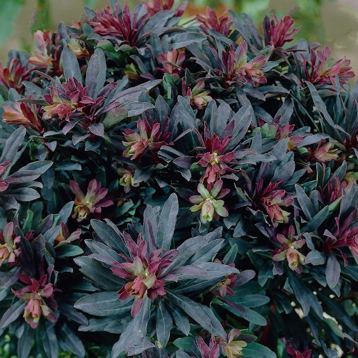 EUPHORBIA purpurea. Wood Spurge.