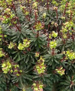Euphorbia purpurea