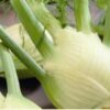 Forence Fennel