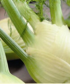 Forence Fennel