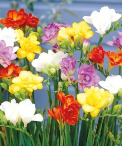 Freesia Double Mix