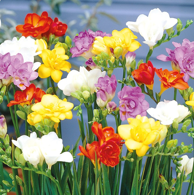 Freesia Double Mix