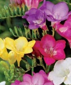 Freesia