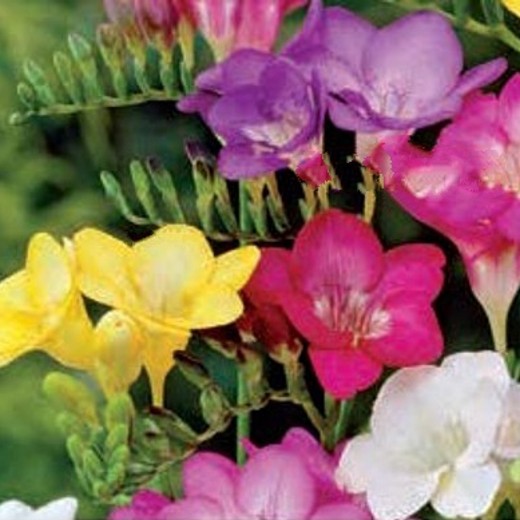 Freesia