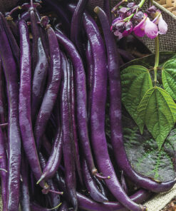 Purple Queen