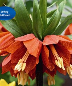 Fritillaria Red Baron