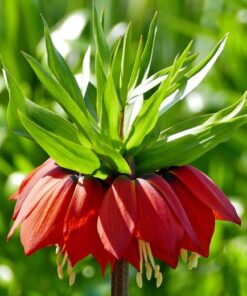 Alternative view of FRITILLARIA Red Baron. Sometimes called Kaiser’s Crown.