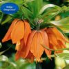 Fritillaria Aurora