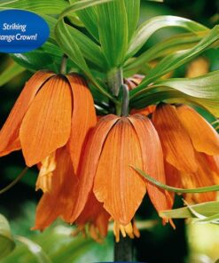 Fritillaria Aurora