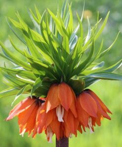 Fritillaria