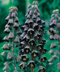 Alternative view of FRITILLARIA persica. Purple-Damson Spring Blooms