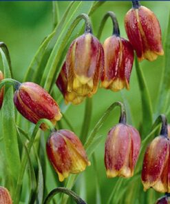 Fritillaria Uva Vulpis