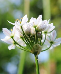 Flower of Garlic Chives