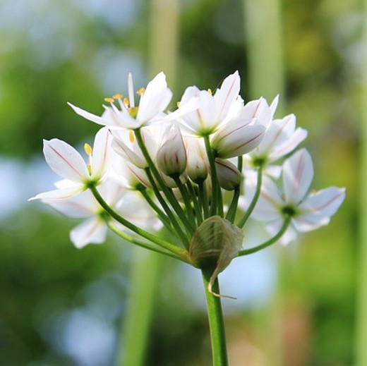 Flower of Garlic Chives