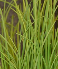 Chives