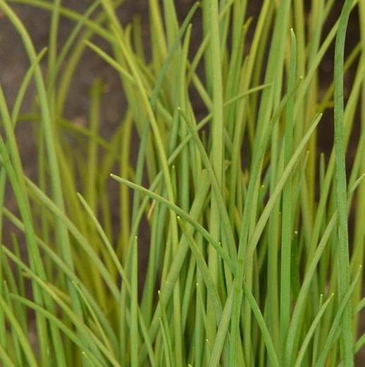 Chives