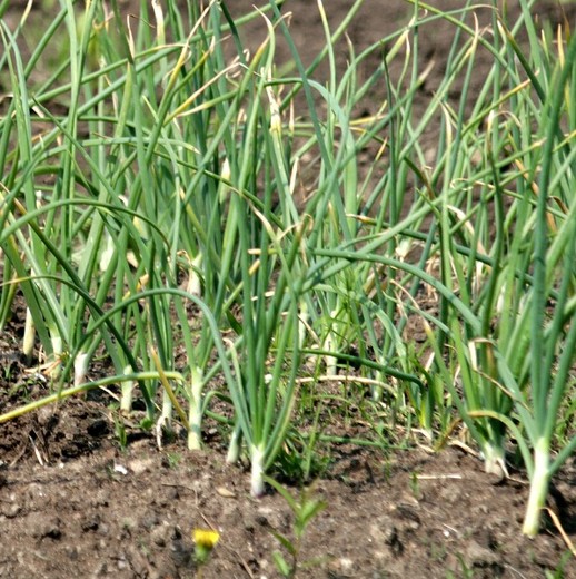 garlic growing