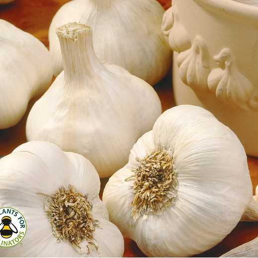 White Casablanca Garlic