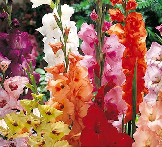 Gladioli Mixed