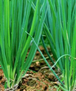 shallot golden gourmet