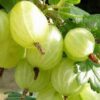 gooseberry hinnonmaki yellow
