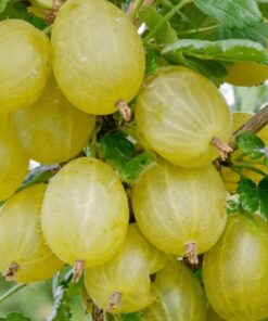 gooseberries hinnonmaki yellow