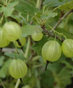 gooseberry yellow