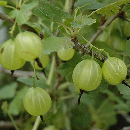 gooseberry yellow