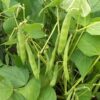 Runner Bean Scarlet Emperor