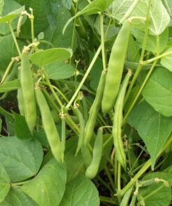 Runner Bean Scarlet Emperor