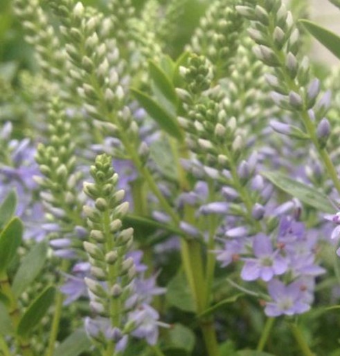 Hebe MARGRET. Commonly known as Shrubby Veronica, this cultivar was raised at Rocklands Nursery in North Yorkshire. - Image 2
