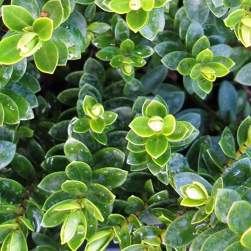 Hebe MARGRET. Commonly known as Shrubby Veronica, this cultivar was raised at Rocklands Nursery in North Yorkshire. - Image 3