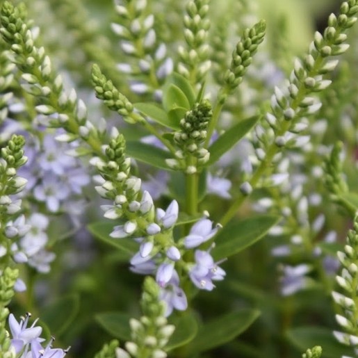 Hebe MARGRET. Commonly known as Shrubby Veronica, this cultivar was raised at Rocklands Nursery in North Yorkshire. - Image 4