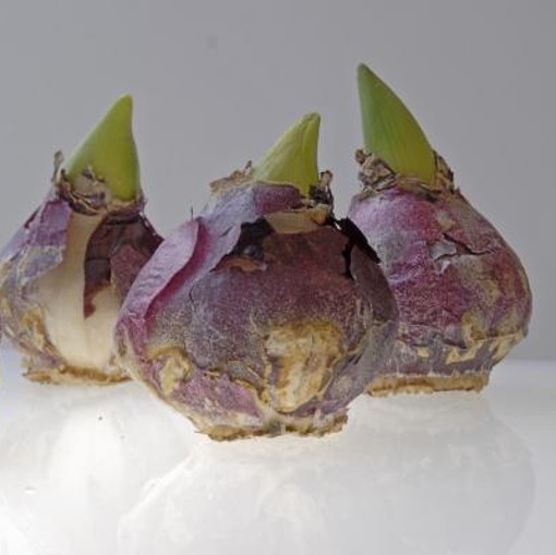 Hyacinth City of Haarlem. Primrose yellow. Prepared Bulbs - Image 4