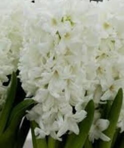 hyacinth carnegie