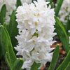 Hyacinth Carnegie