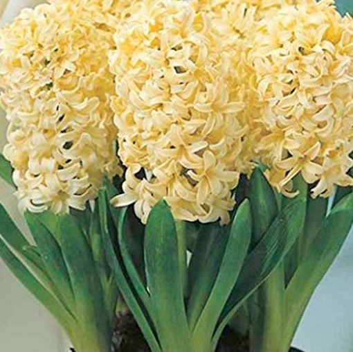 Hyacinth City of Haarlem