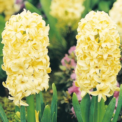 City of Haarlem Hyacinth