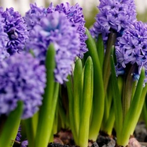 Hyacinth Delft Blue
