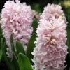 Hyacinth Fondant