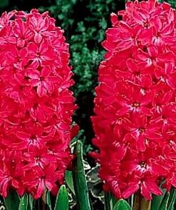 hyacinth jan bos