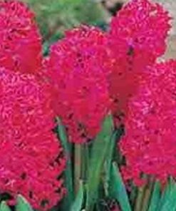 Jan Bos Blooms
