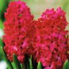 Hyacinth Jan Bos