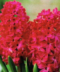 Hyacinth Jan Bos